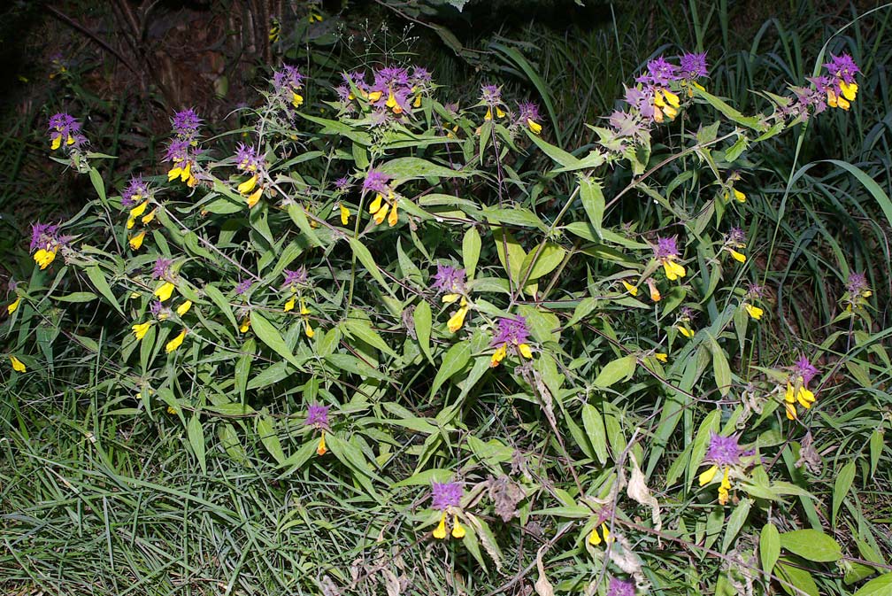 Melampyrum italicum